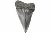 Fossil Broad-Toothed Mako Tooth - South Carolina #204767-1